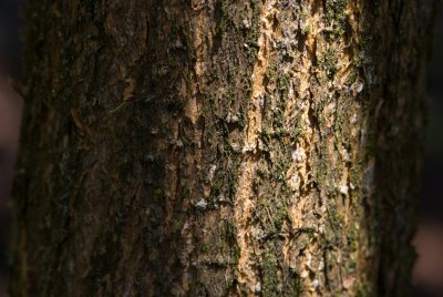 Catalpa x erubescens 'Puruprea' - katalpa křížená - kůra
